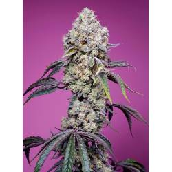 Sweet Mandarine Zkittlez f1...