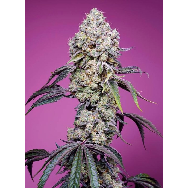 Sweet Mandarine Zkittlez F1 Fast Version | Sweet Seeds