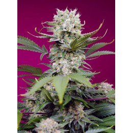Sweet Mandarine Zkittlez XL Auto | Sweet Seeds