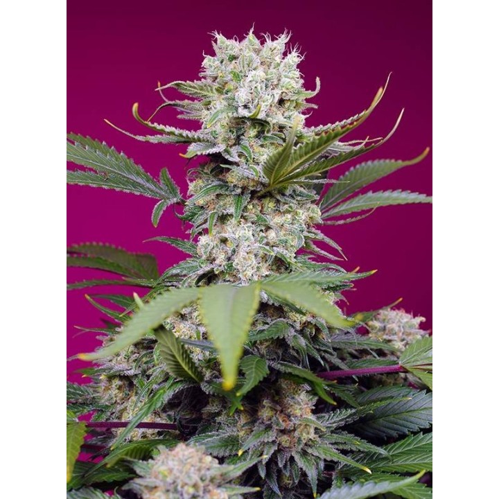 Sweet Mandarine Zkittlez XL Auto | Sweet Seeds