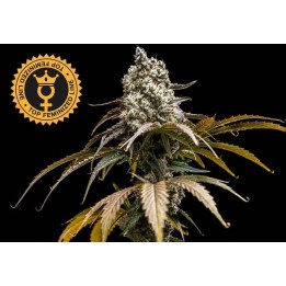 Cherry Crush Fem World Breeders