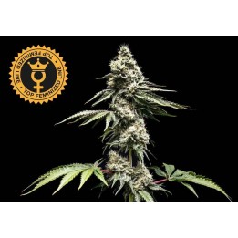 Clementine Slush Fem World Breeders