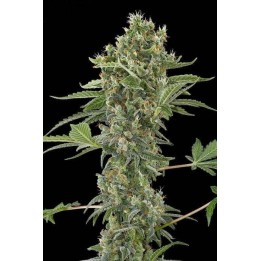 MOBY DICK AUTO | Optima Seeds