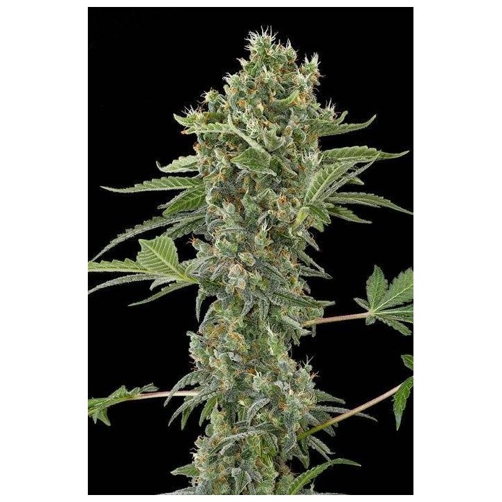 MOBY DICK AUTO | Optima Seeds