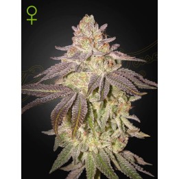 Black Toffee Auto | Green House