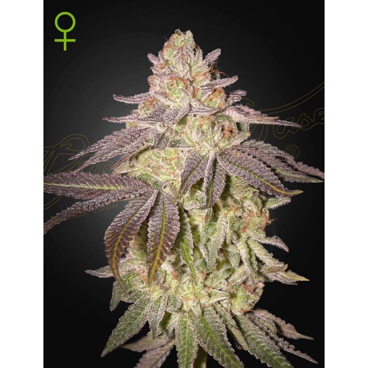Black Toffee Auto | Green House