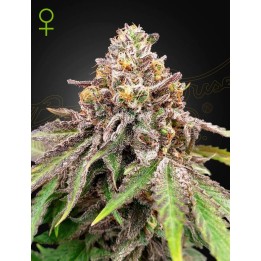Blue Haze x Gelato 41 Auto | Green House