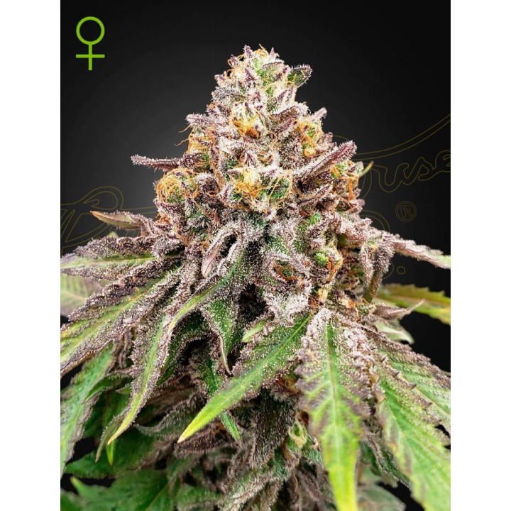Blue Haze x Gelato 41 Auto | Green House