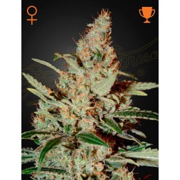 Chemdog | Green House