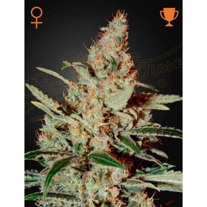 Chemdog | Green House