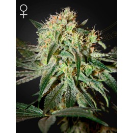Damn Sour | Green House