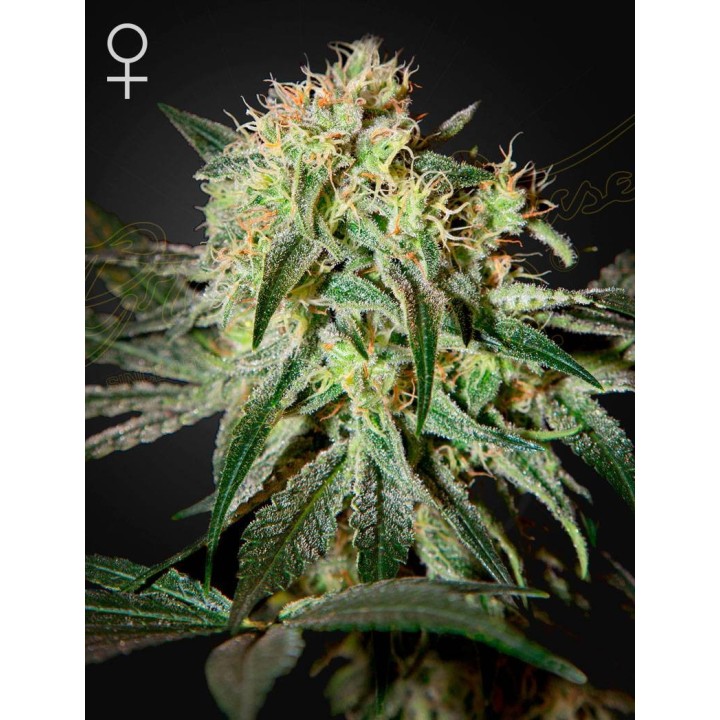 Damn Sour | Green House
