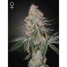 Highcloudz | Green House
