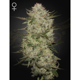 Highcloudz Auto | Green House