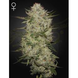 Highcloudz Auto