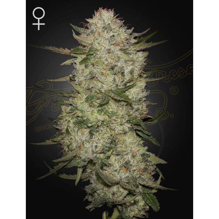 Highcloudz Auto | Green House