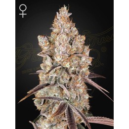 Holy Snow | Green House