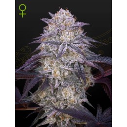 King's Juice Auto | Green House