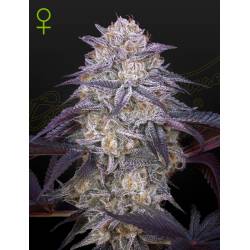 King's Juice Auto