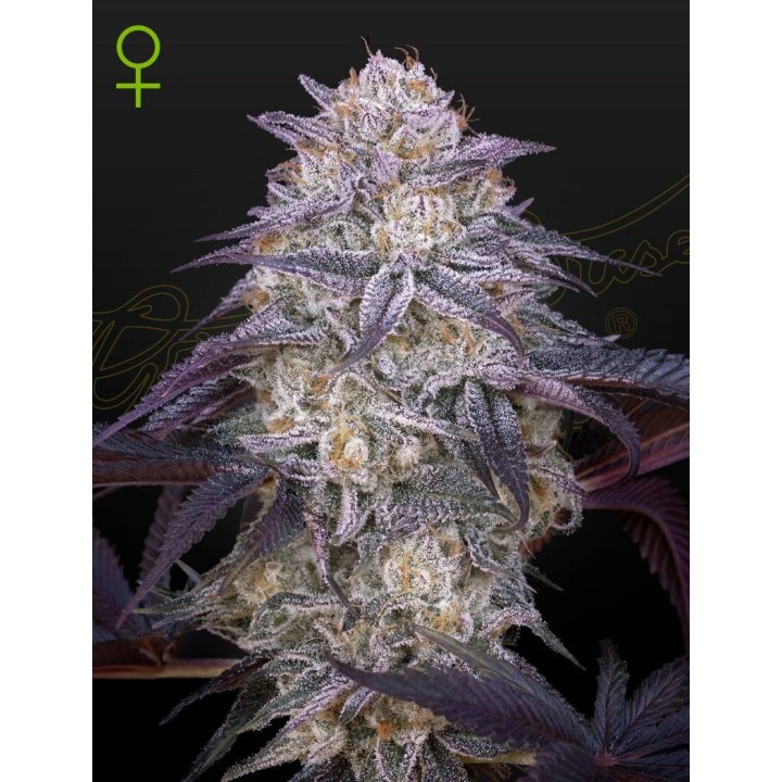 King's Juice Auto | Green House