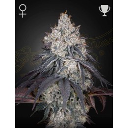 Lemon Orange | Green House
