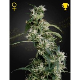 Mango Haze AUH 2 | Green House