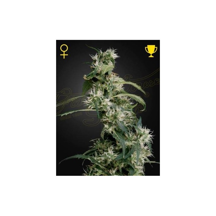 Mango Haze AUH 2 | Green House