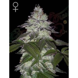 Milky Dreams | Green House