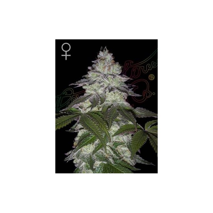 Milky Dreams | Green House