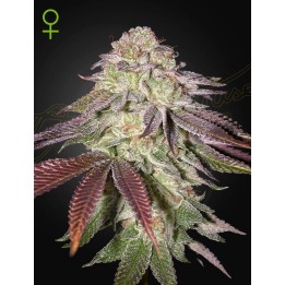 Sugarlato Auto | Green House