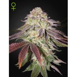 Sugarlato Auto