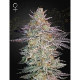 Super Lemon Haze X GMO | Green House