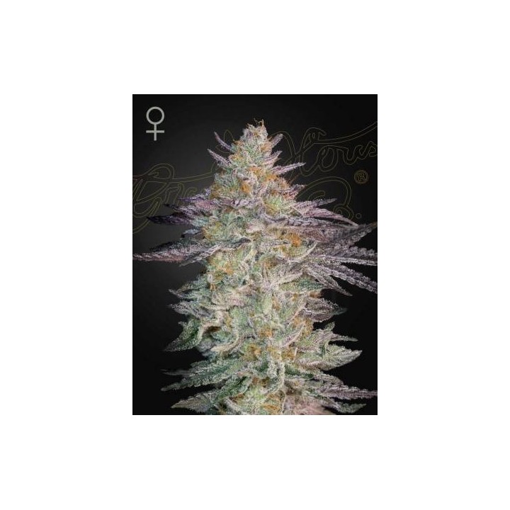 Super Lemon Haze X GMO | Green House