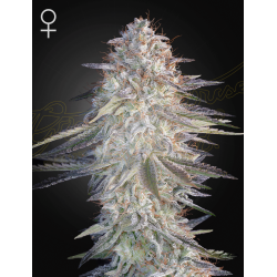 Super Lemon Haze X Pink Candy