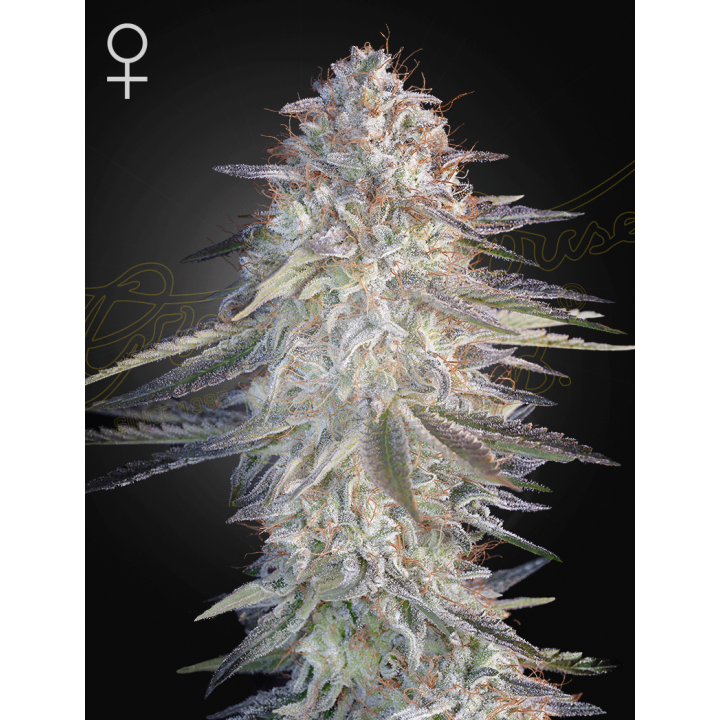 Super Lemon Haze X Pink Candy | Green House