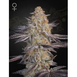 Super Lemon Haze X rs11