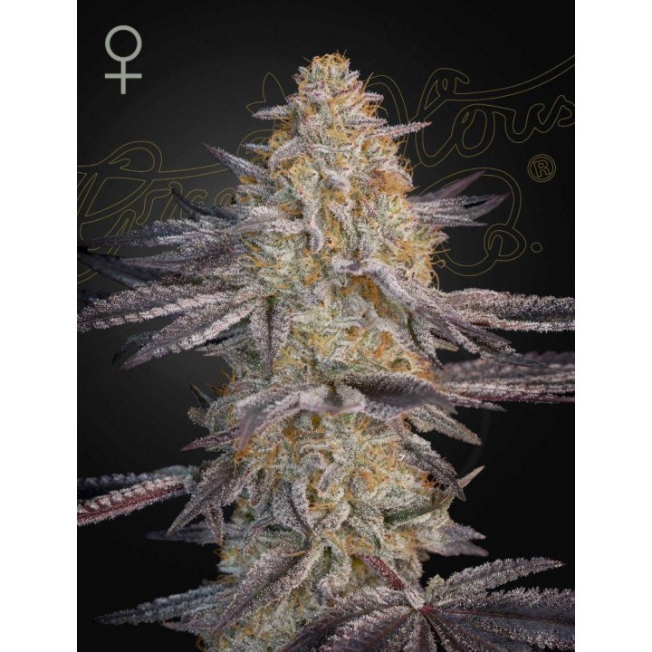 Super Lemon Haze X RS11 | Green House