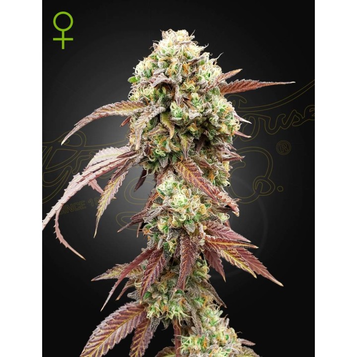 West Coast OG X Gelato 41Auto | Green House