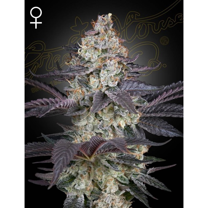 Ztrawberry | Green House