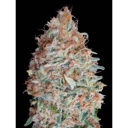 Banana Cookies | Advanced Seeds
