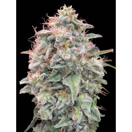 Banana Cookies Auto | Advanced Seeds
