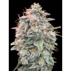 Banana Cookies Auto