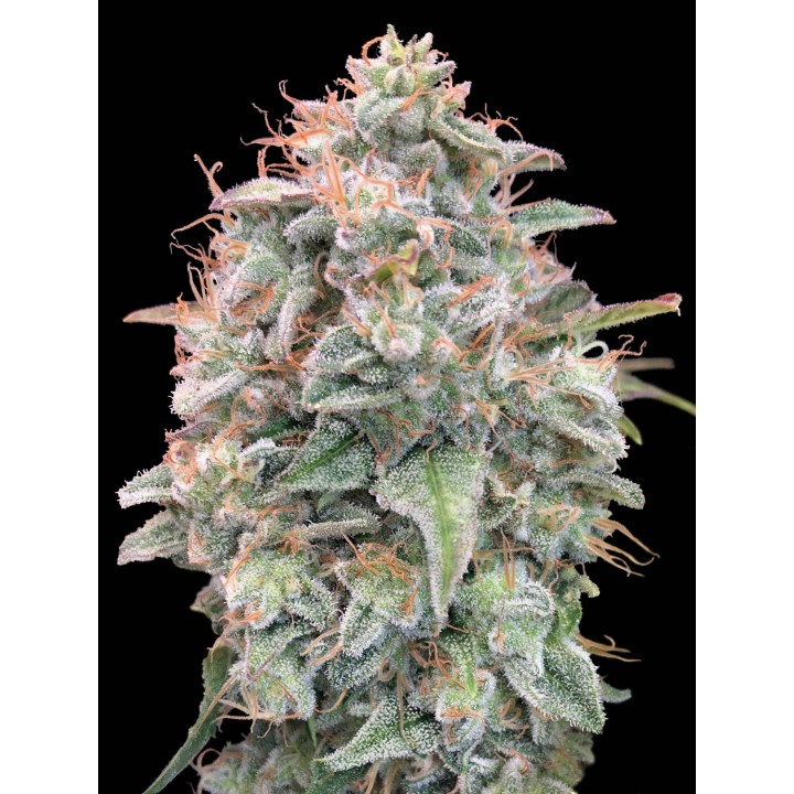 Banana Cookies Auto | Advanced Seeds