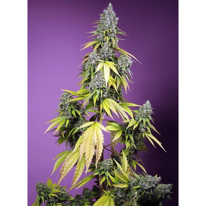 Jet Fuel Mandarine XL Auto | Sweet Seeds