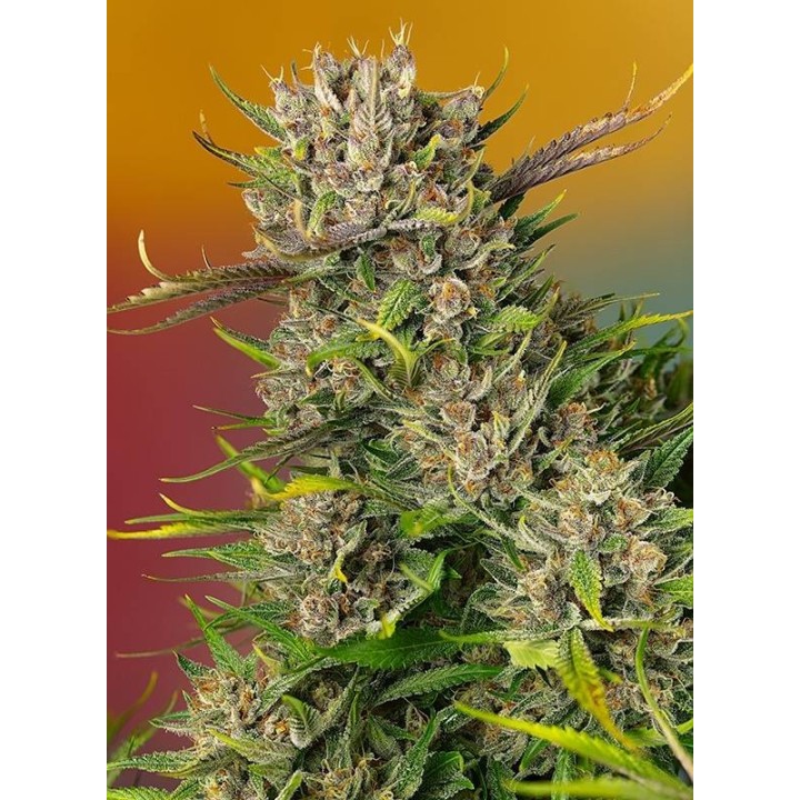 Papaya Zoap Auto | Sweet Seeds