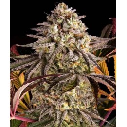 Blue Sunset Sherbet | Barney's Farm