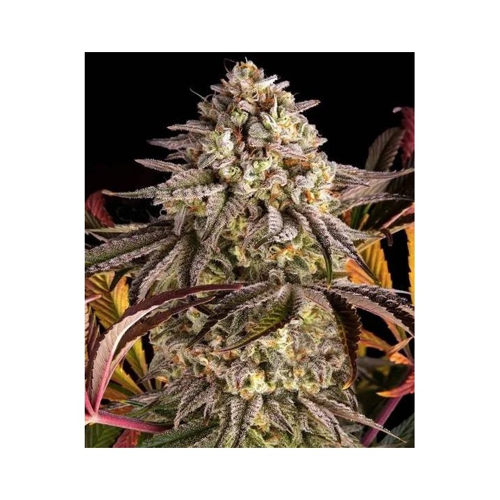 Blue Sunset Sherbet | Barney's Farm