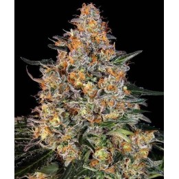 Bubba Kush | Barney's Farm