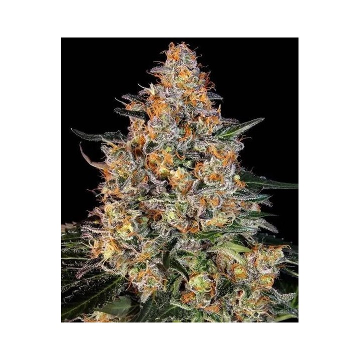 Bubba Kush | Barney's Farm