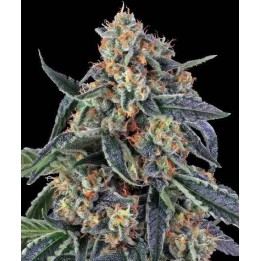 Cookies Kush | Barney's Farm